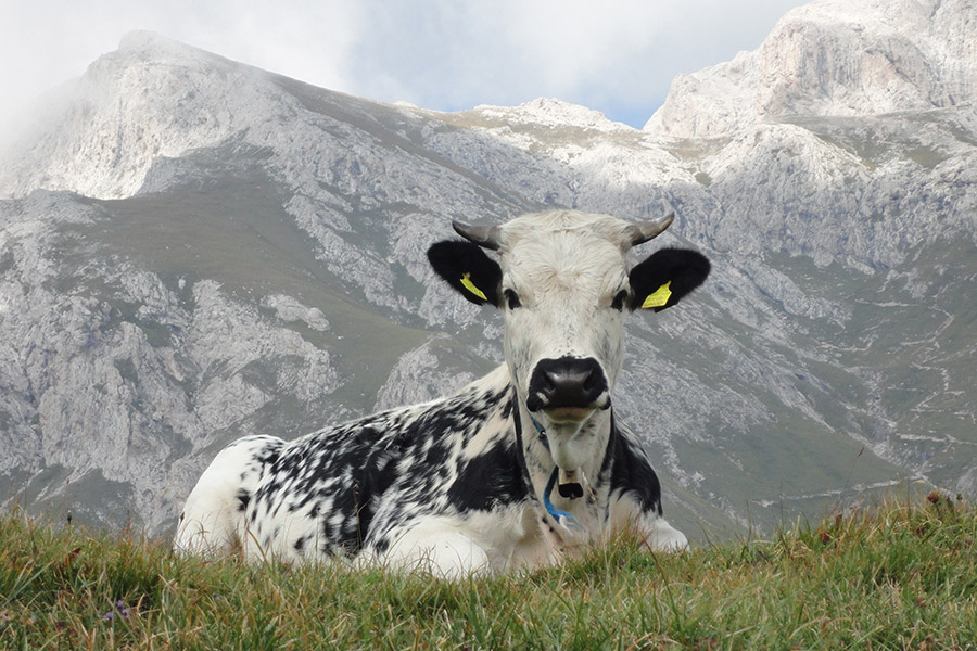 Apartments Col da Vent Corvara
