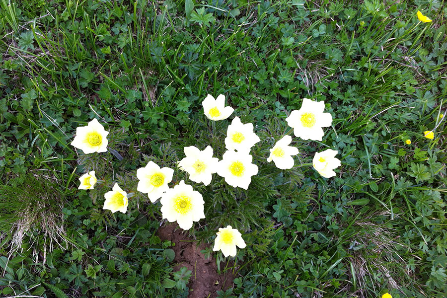 Apartments Col da Vent Corvara