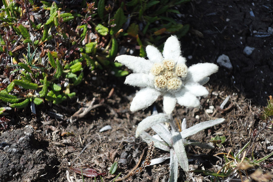 Apartments Col da Vent Corvara